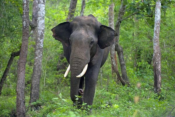 Asian Elephant
