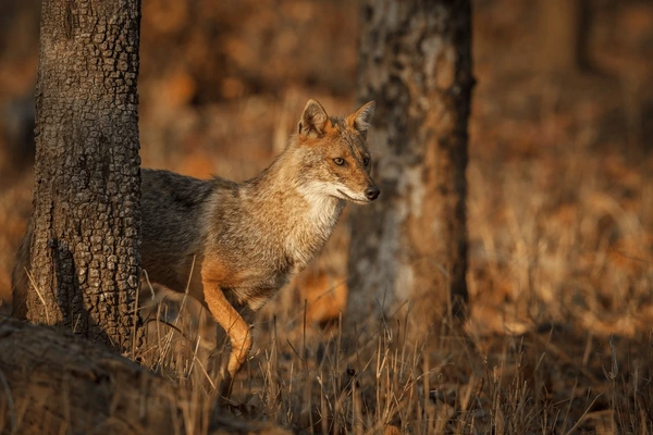 Golden Jackal