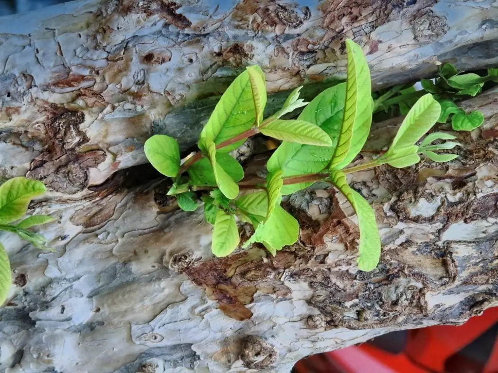 Rajaji National Park Birds