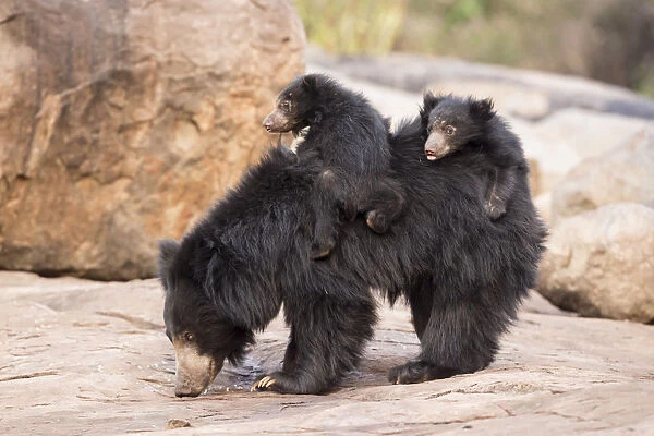 Sloth Bear